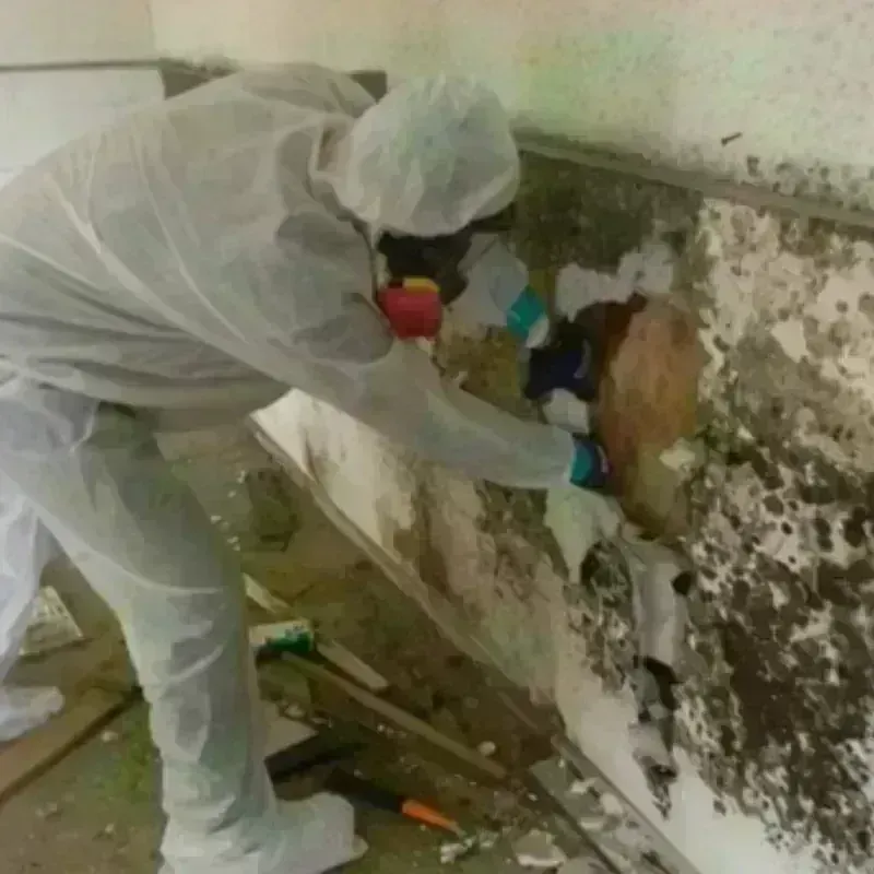 Mold Remediation and Removal in Lovell, WY